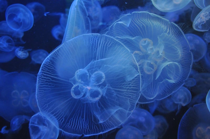 Marine Life