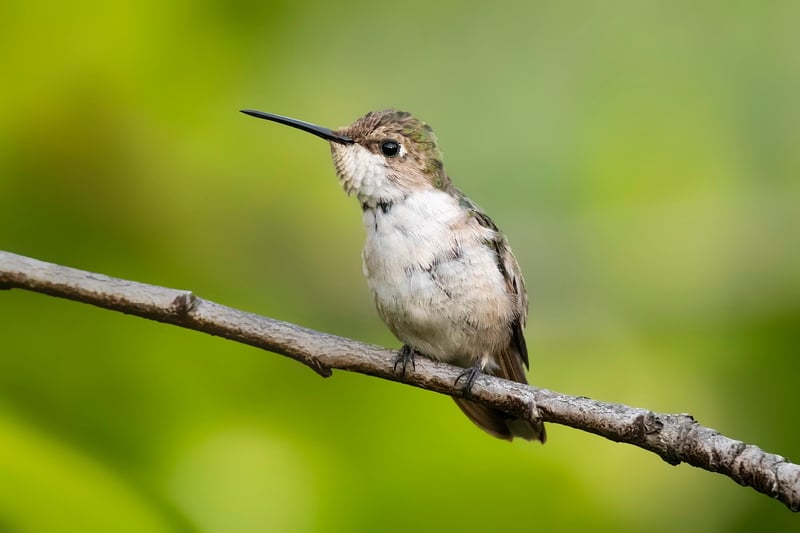 Hummingbird